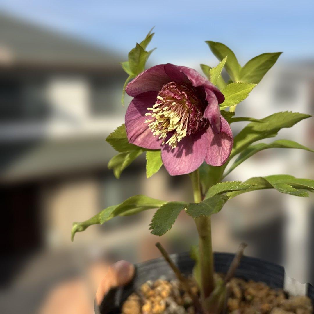 加藤農園　SDカップ咲きフレグランスピンククリスマスローズ　開花株　認定タグ付