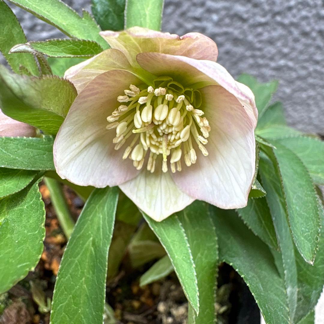 横山園芸　クリスマスローズ　ベビードール　　プチドール　ポットごと