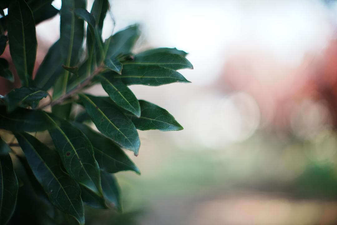 【整備＆テスト済】Nikon Ai-s Nikkor 50mm F1.2 673