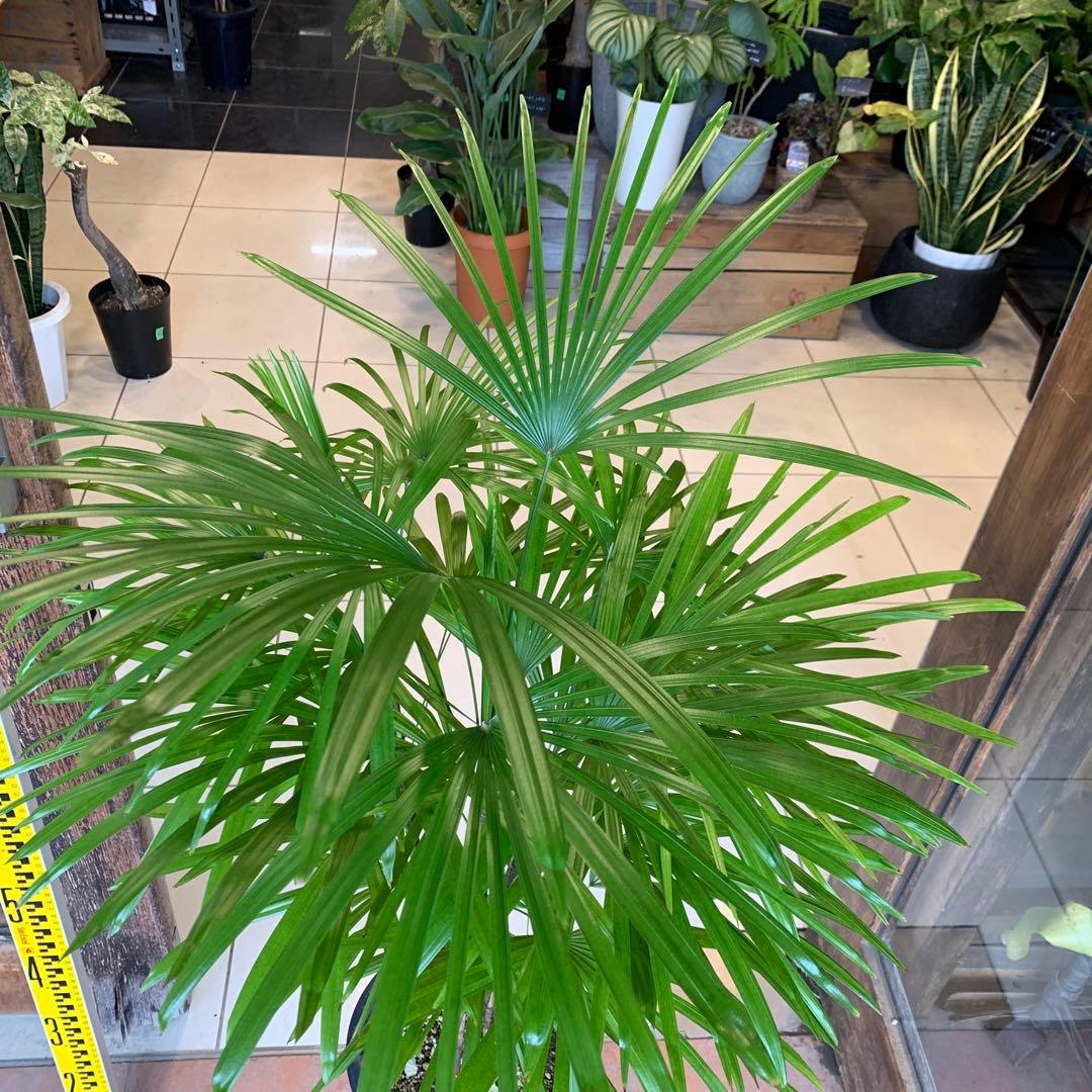 シュロチク 棕櫚竹 8号 4