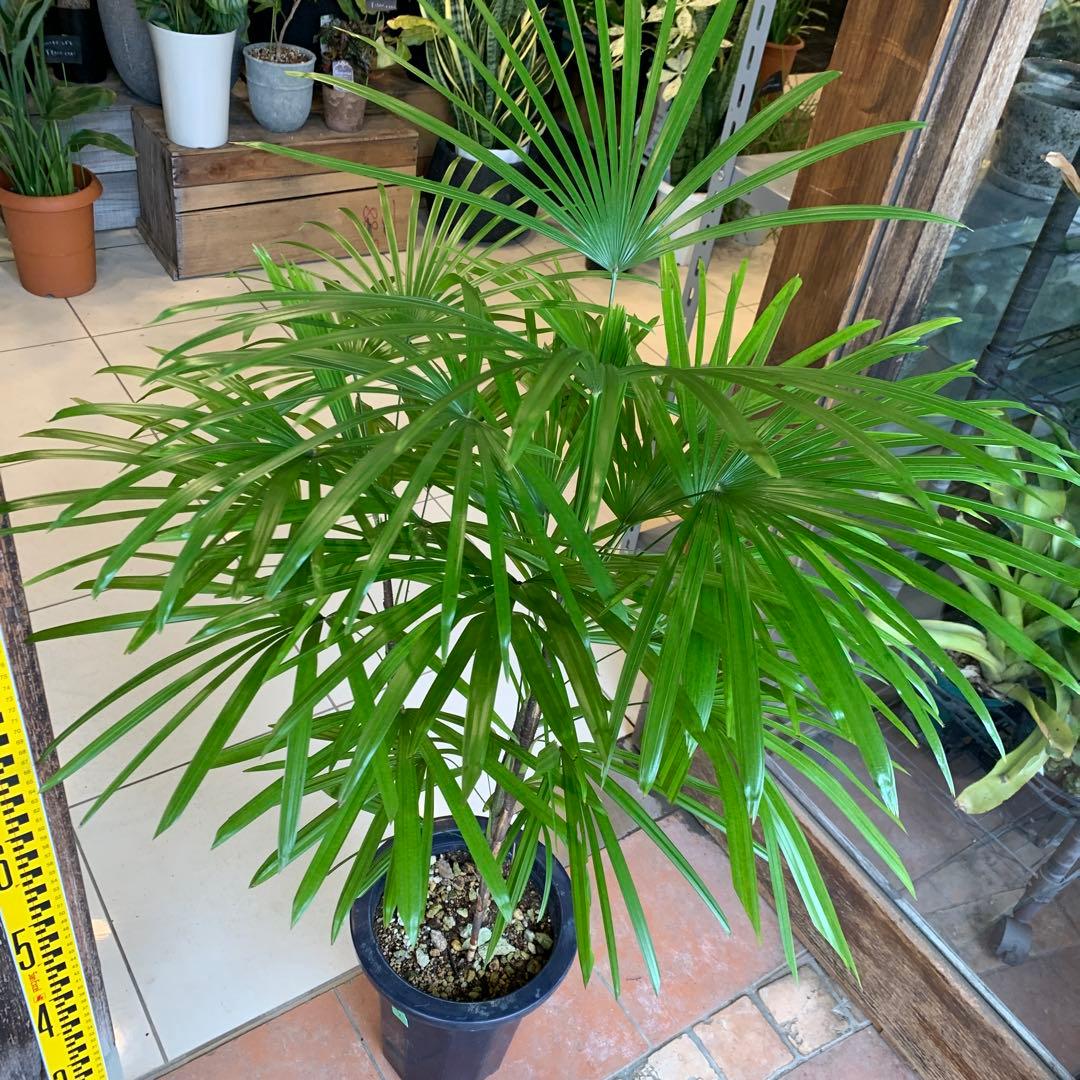 シュロチク 棕櫚竹 8号 4