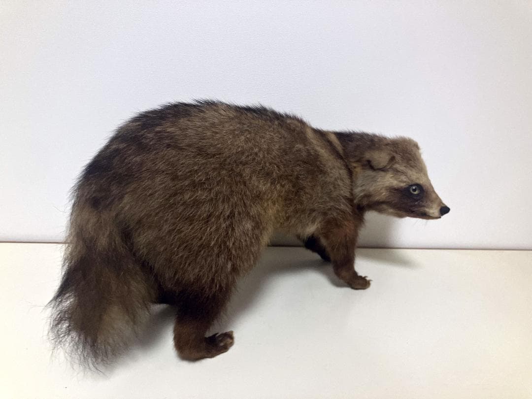 狸の剥製：種の保存法に該当しない動物