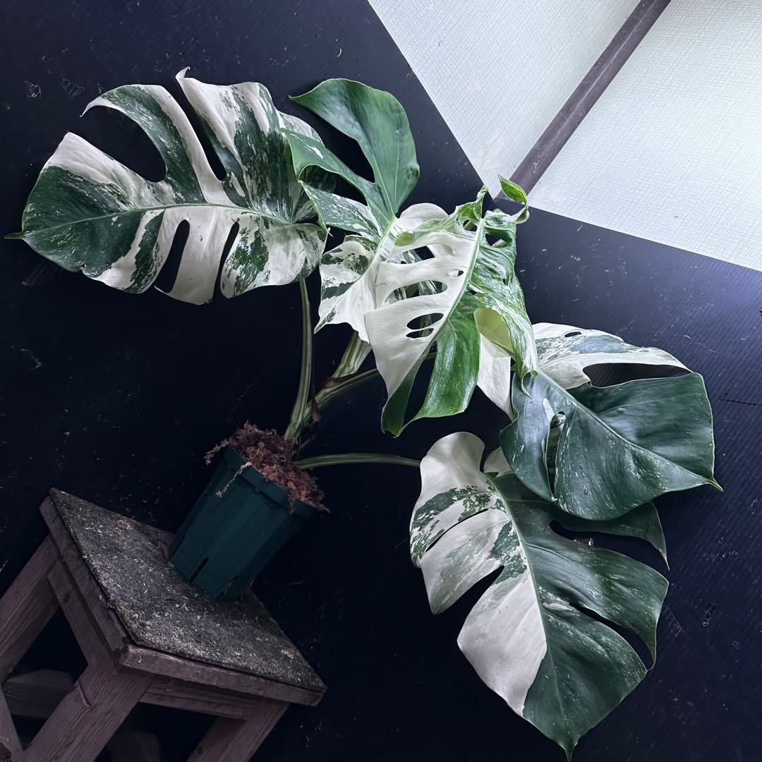h*.様 斑入りモンステラ ホワイトタイガー極美大株57cm白斑多