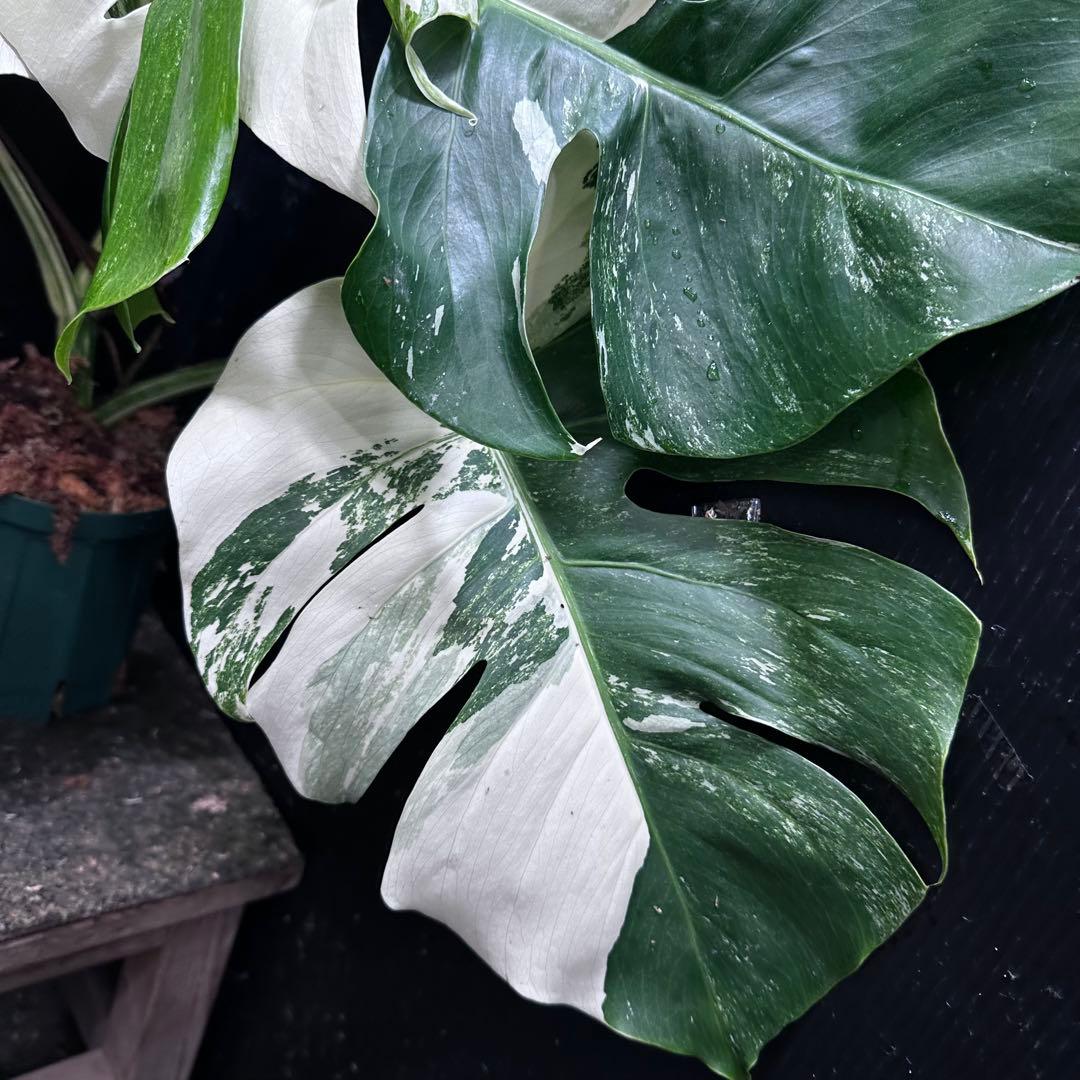h*.様 斑入りモンステラ ホワイトタイガー極美大株57cm白斑多
