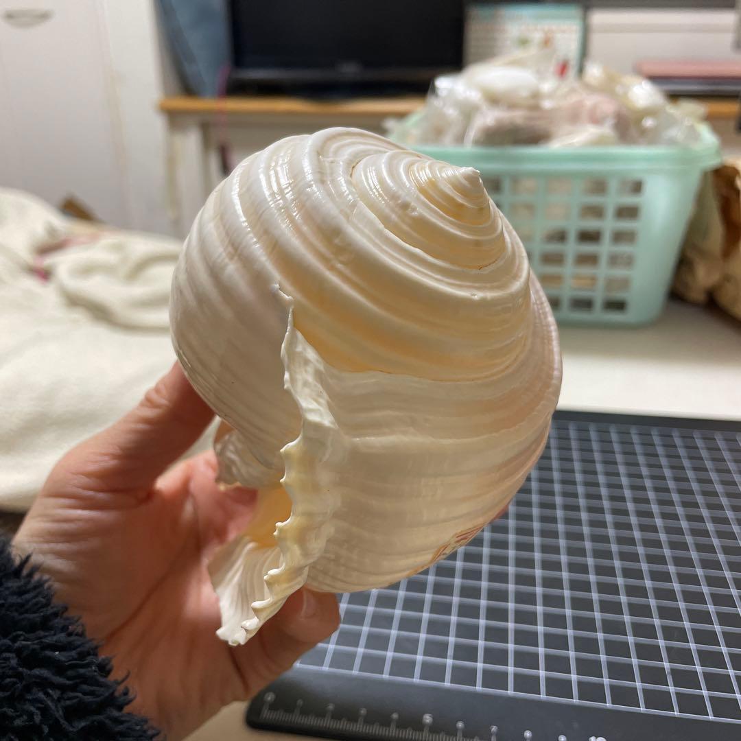 エマイトキワガイ　貝殻　標本