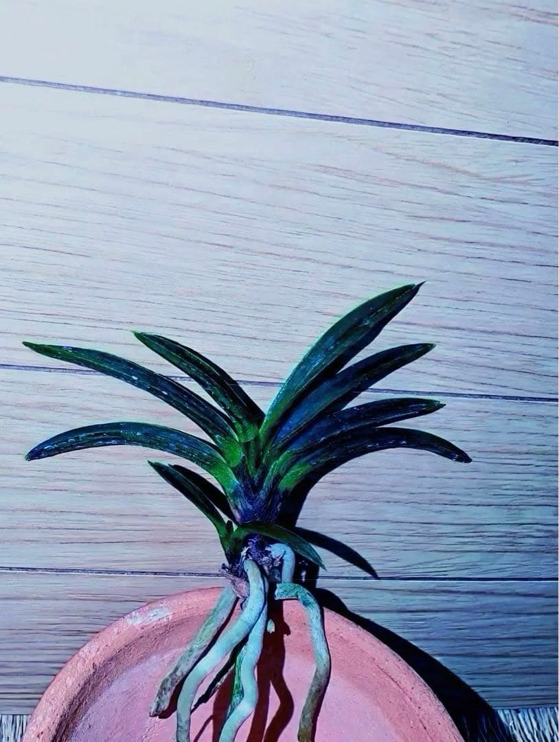 富貴蘭「漆黒黒牡丹」極上木①