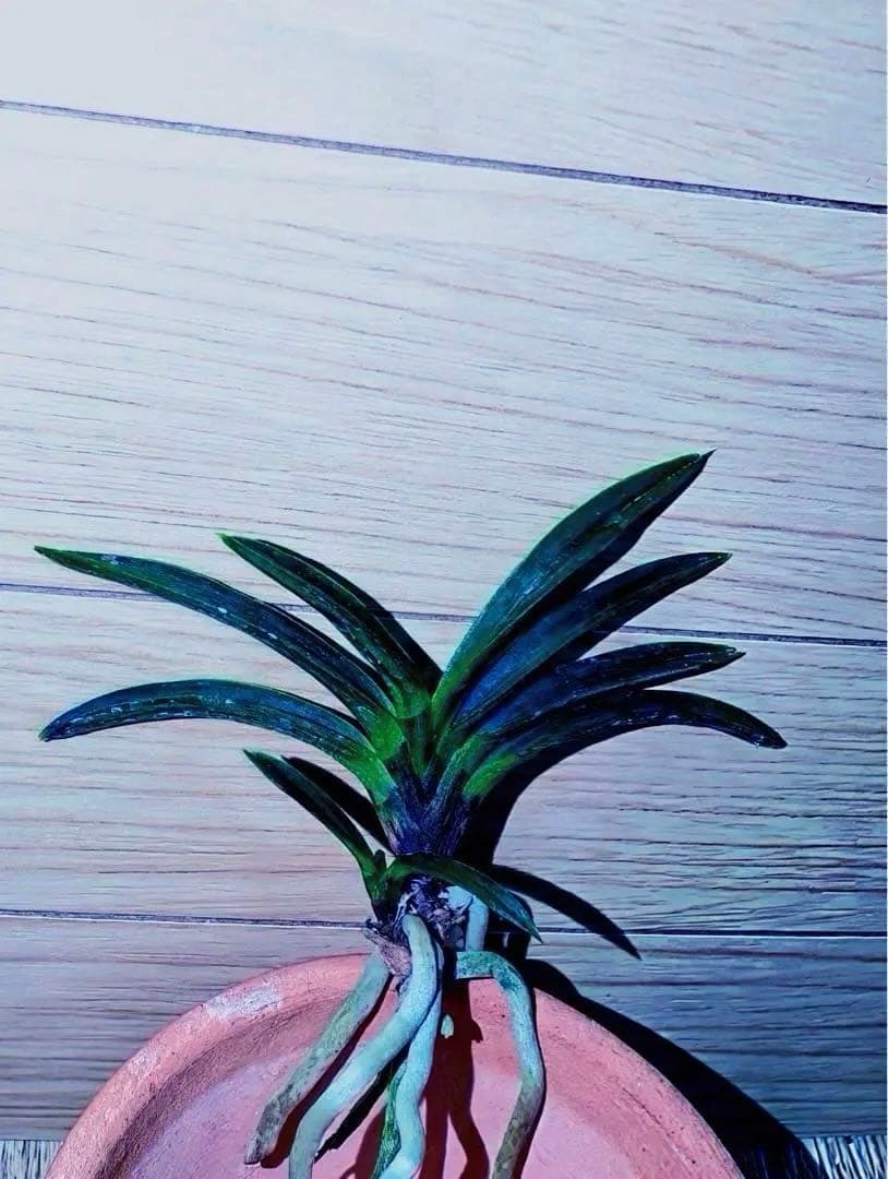 富貴蘭「漆黒黒牡丹」極上木①