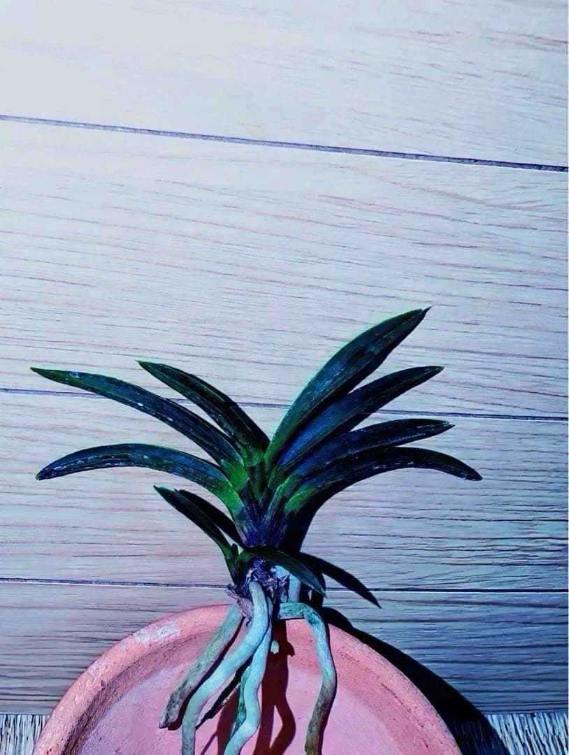 富貴蘭「漆黒黒牡丹」極上木①