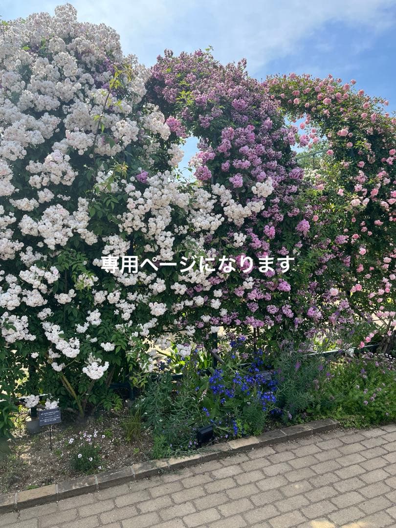 クリアケース　フルオーダー