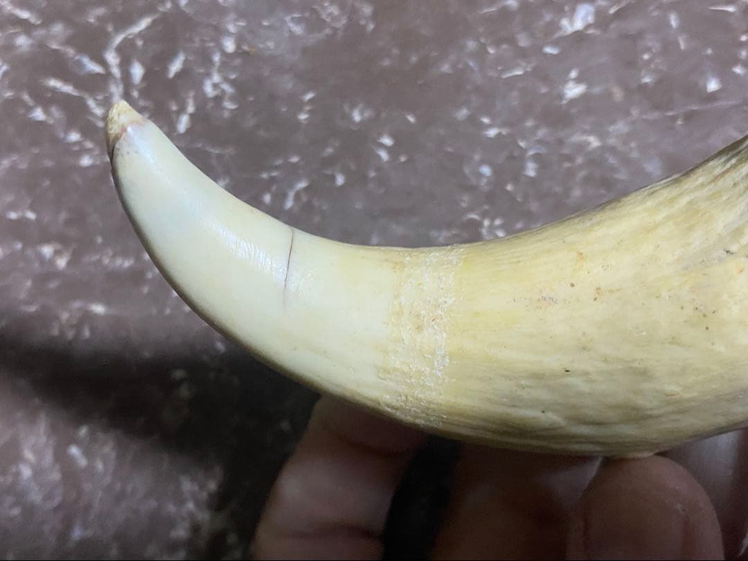 希少 マッコウクジラ 歯 72g