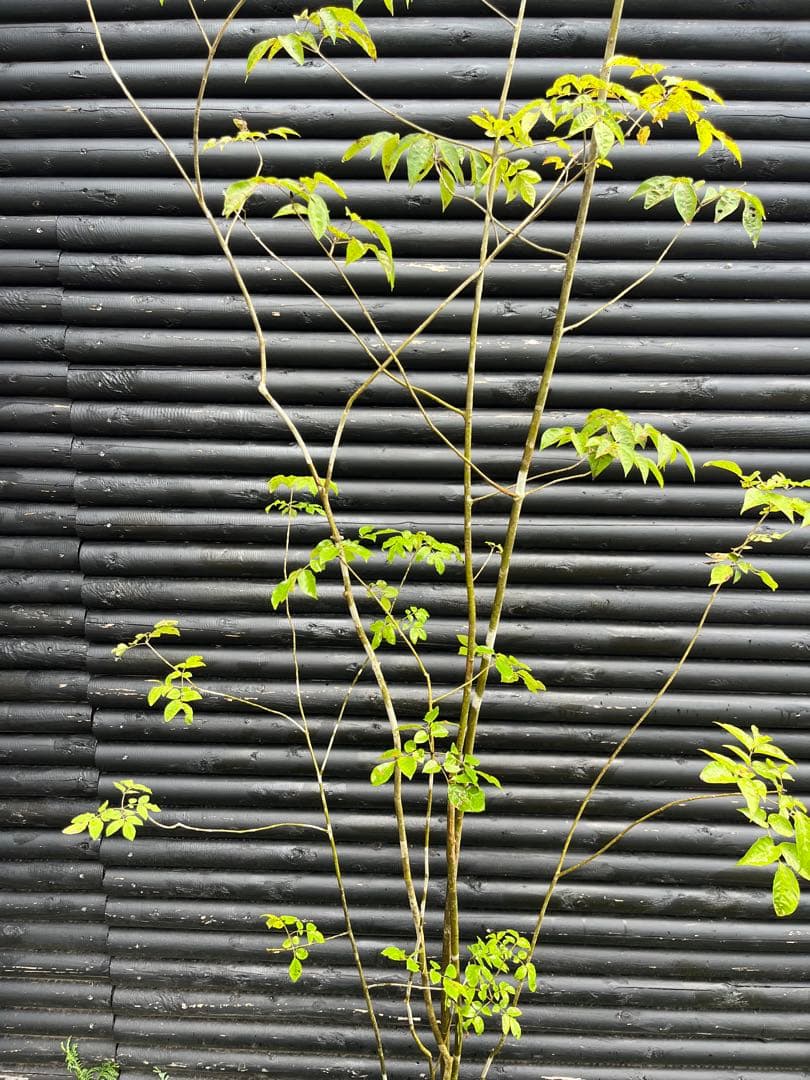 山採り天然　アオダモ　６本株立　50