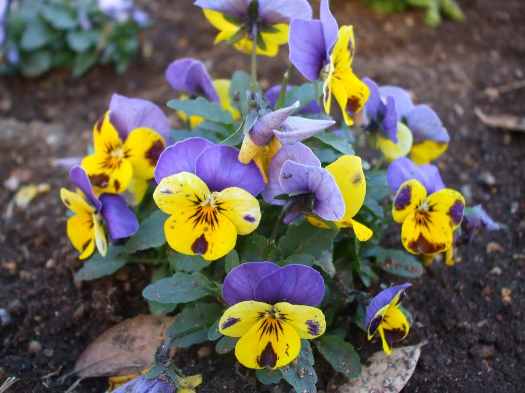 実写美⭕️【動作確認済み】FUJIFILM FinePix A900