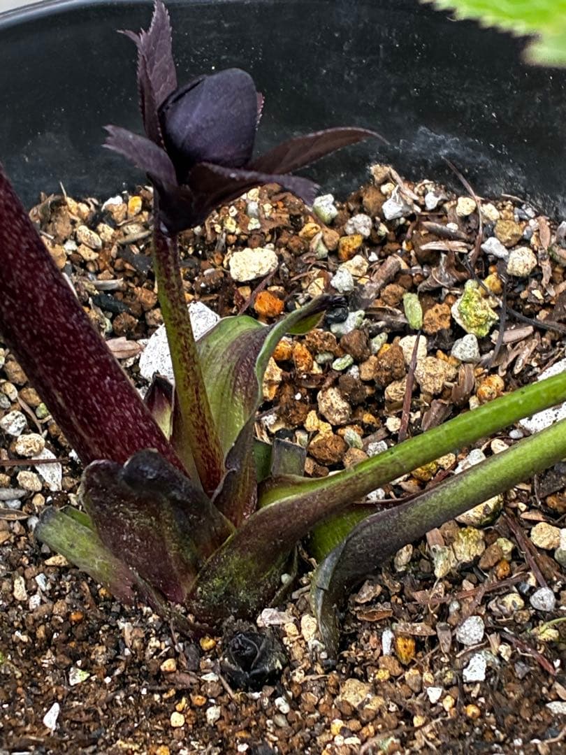 か*ん様 3453☘️限定1株☘️未株分け☘️花付き☘️⭐️コロコロ手毬咲⭐️小