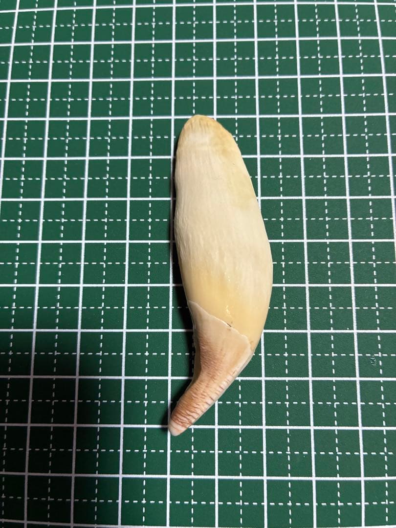 punky綾さん専用です。熊の牙　①〜⑤セット　ツキノワグマ