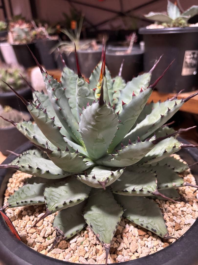 曲棘八荒雷神　アガベ　大株