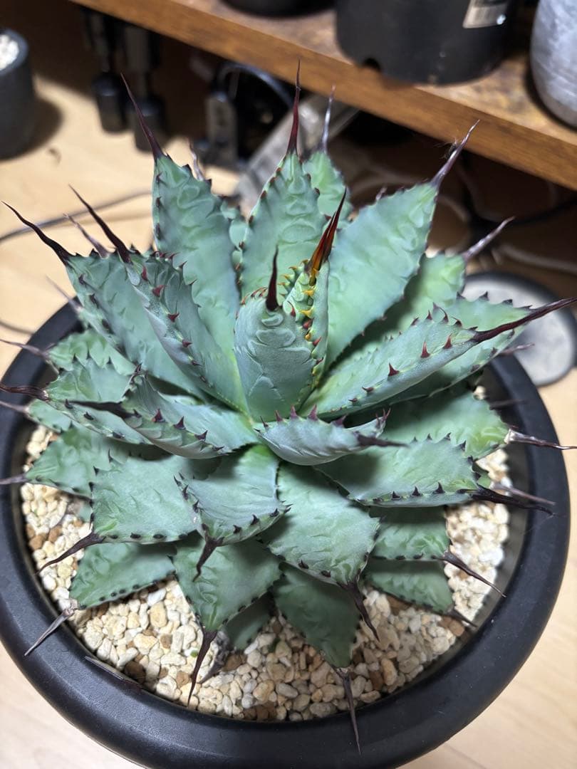 曲棘八荒雷神　アガベ　大株