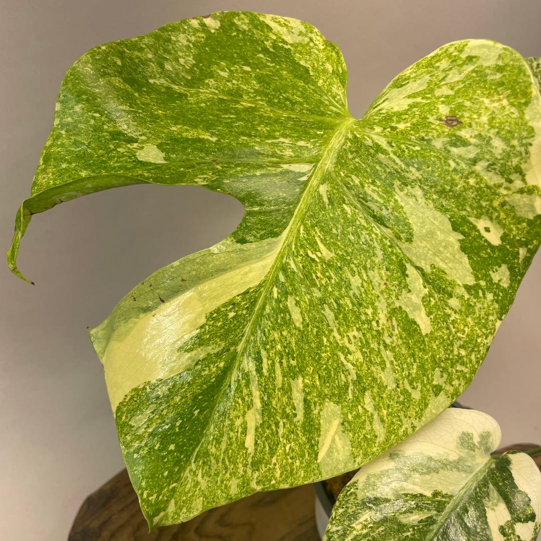 a*a様 A15 モンステラ　デリシオーサ　レガシー　斑入り