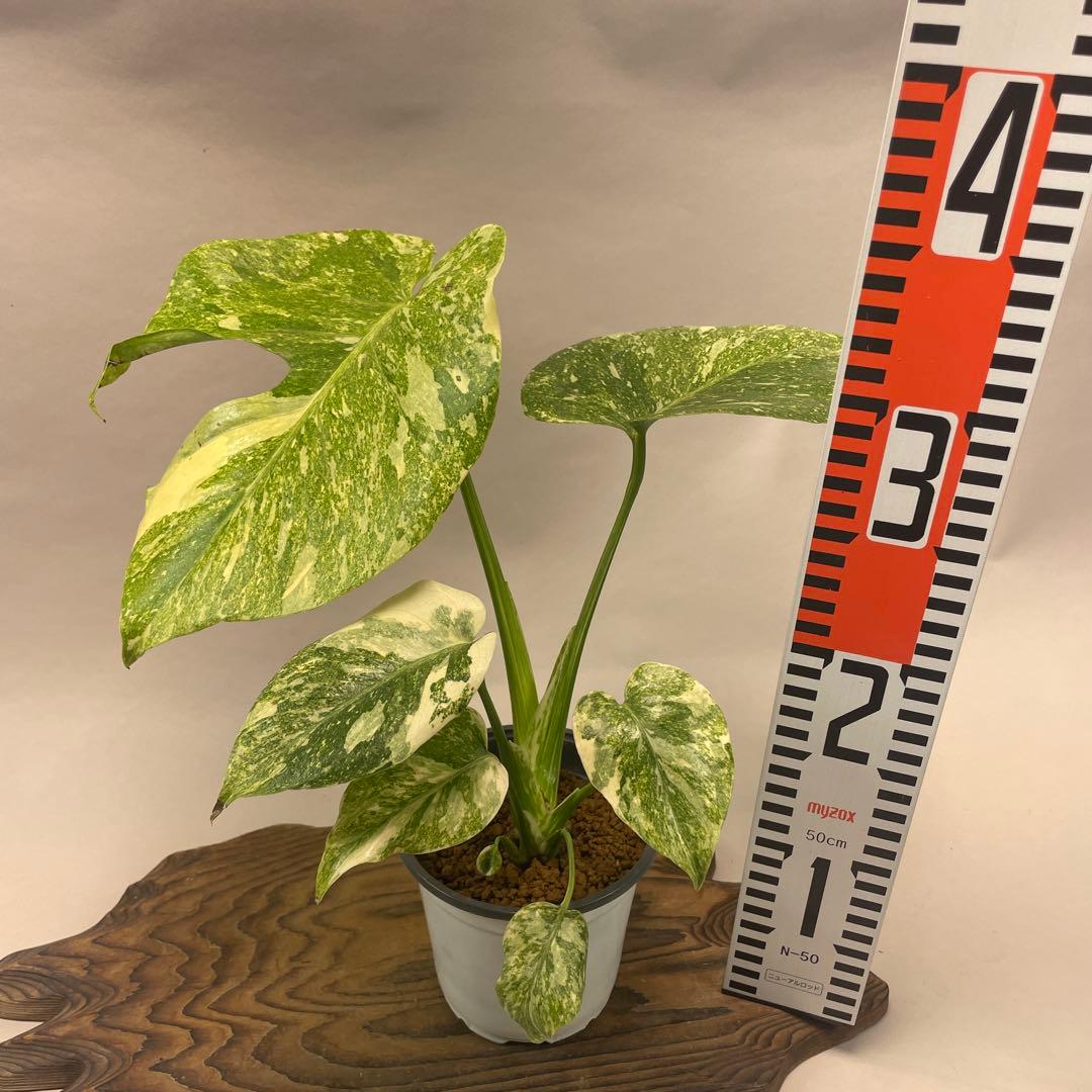 a*a様 A15 モンステラ　デリシオーサ　レガシー　斑入り