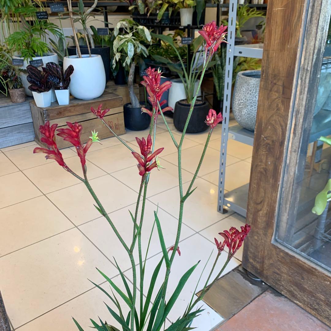 のこのこ　2点　ジョーロ、カンガルーポー赤