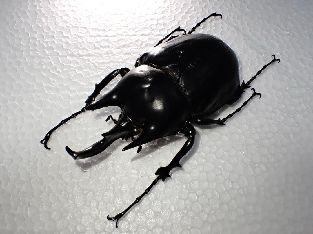 【標本】レックスゾウカブト　ペルー産　115.1ミリ　野外品