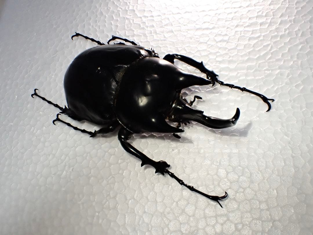 【標本】レックスゾウカブト　ペルー産　115.1ミリ　野外品