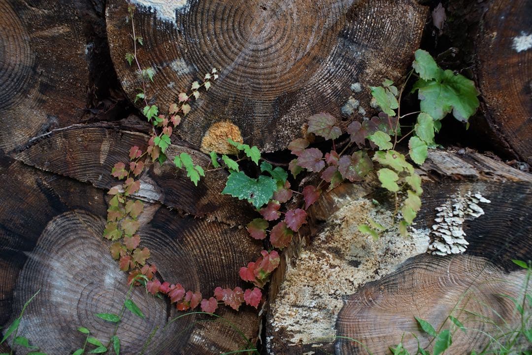 作例付き　Nikon NIKKOR-H AUTO 28mm F3.5 管mpr