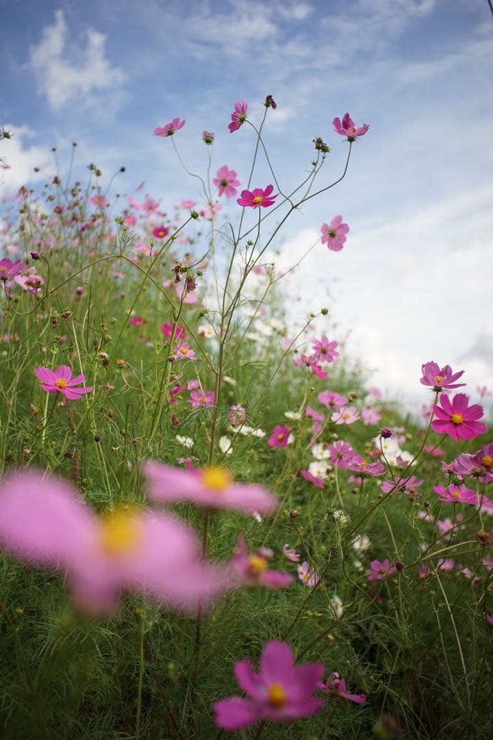 作例付き　Nikon NIKKOR-H AUTO 28mm F3.5 管mpr