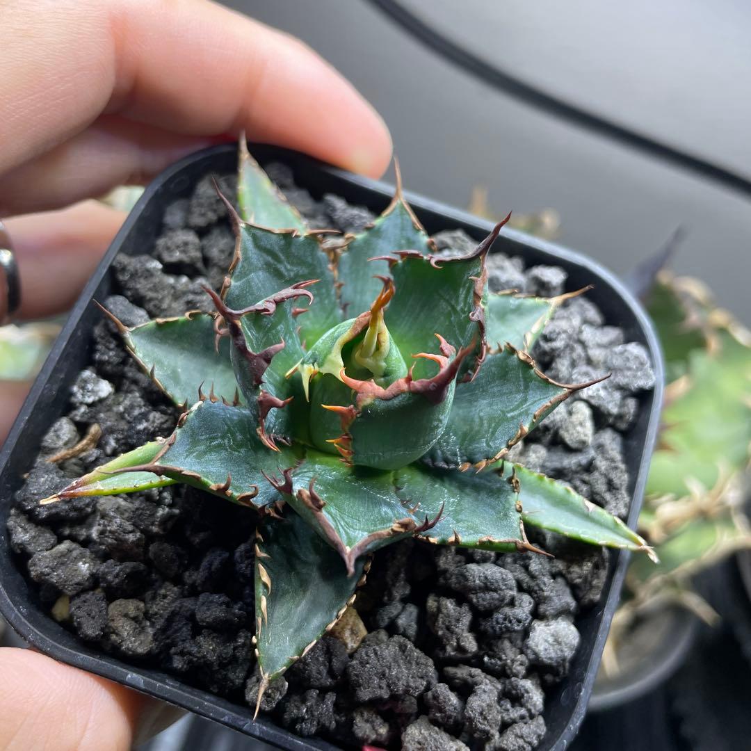 か*願様 アガベ　ホリダ実生選抜　子株