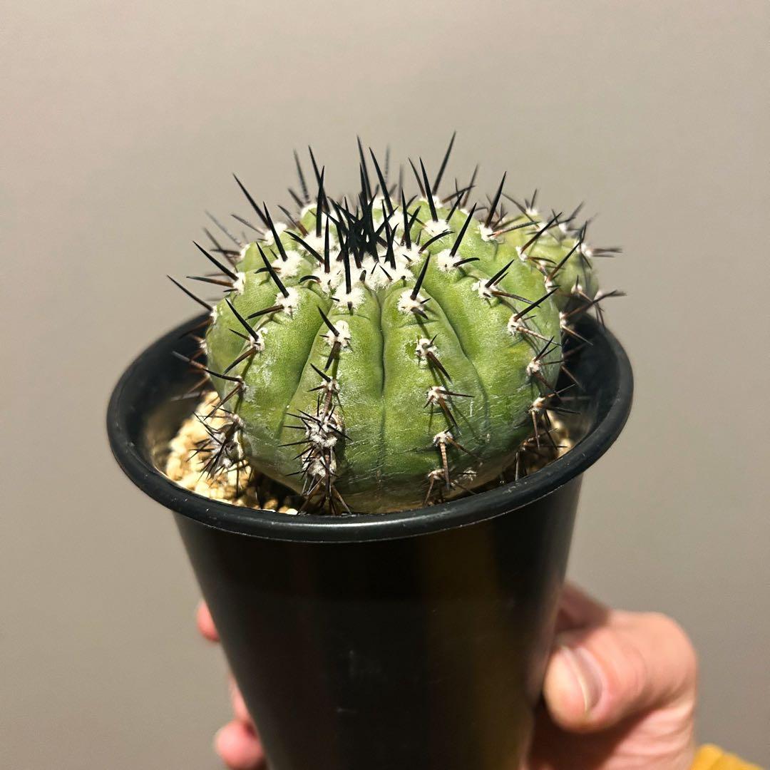 さ*男様 コピアポア　シネレア　黒王丸