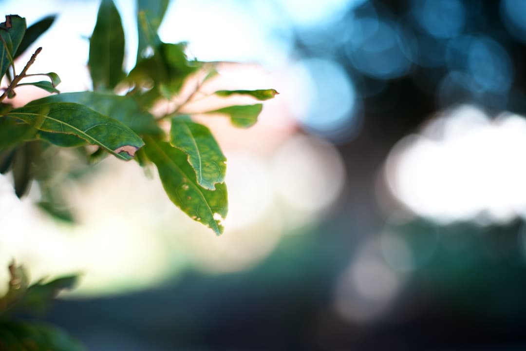 【黄変除去済み】動作◎ SMC Takumar 50mm F1.4 356