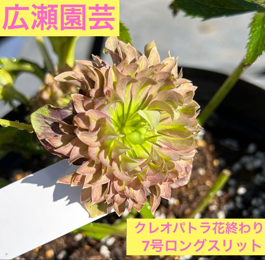 そ*う様 クリスマスローズ【広瀬園芸】クレオパトラ花終わり