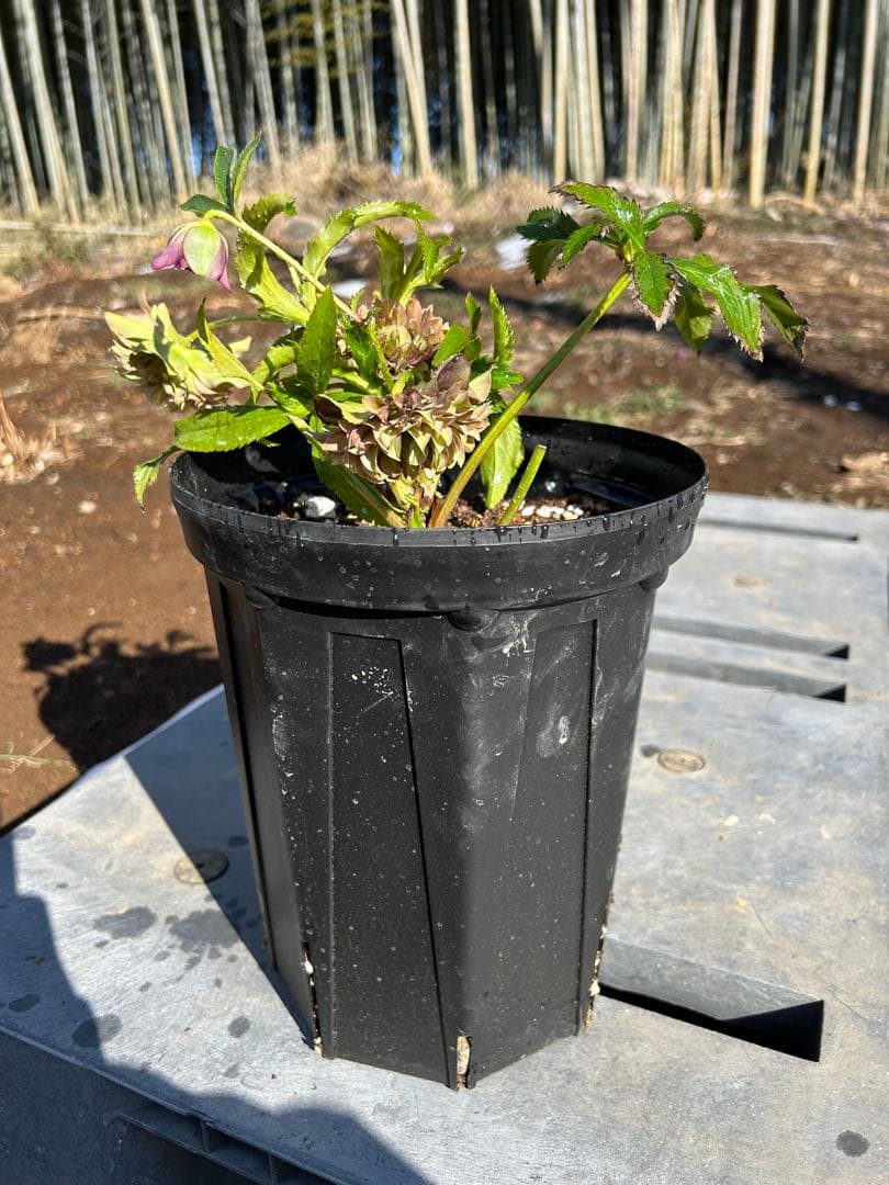 そ*う様 クリスマスローズ【広瀬園芸】クレオパトラ花終わり