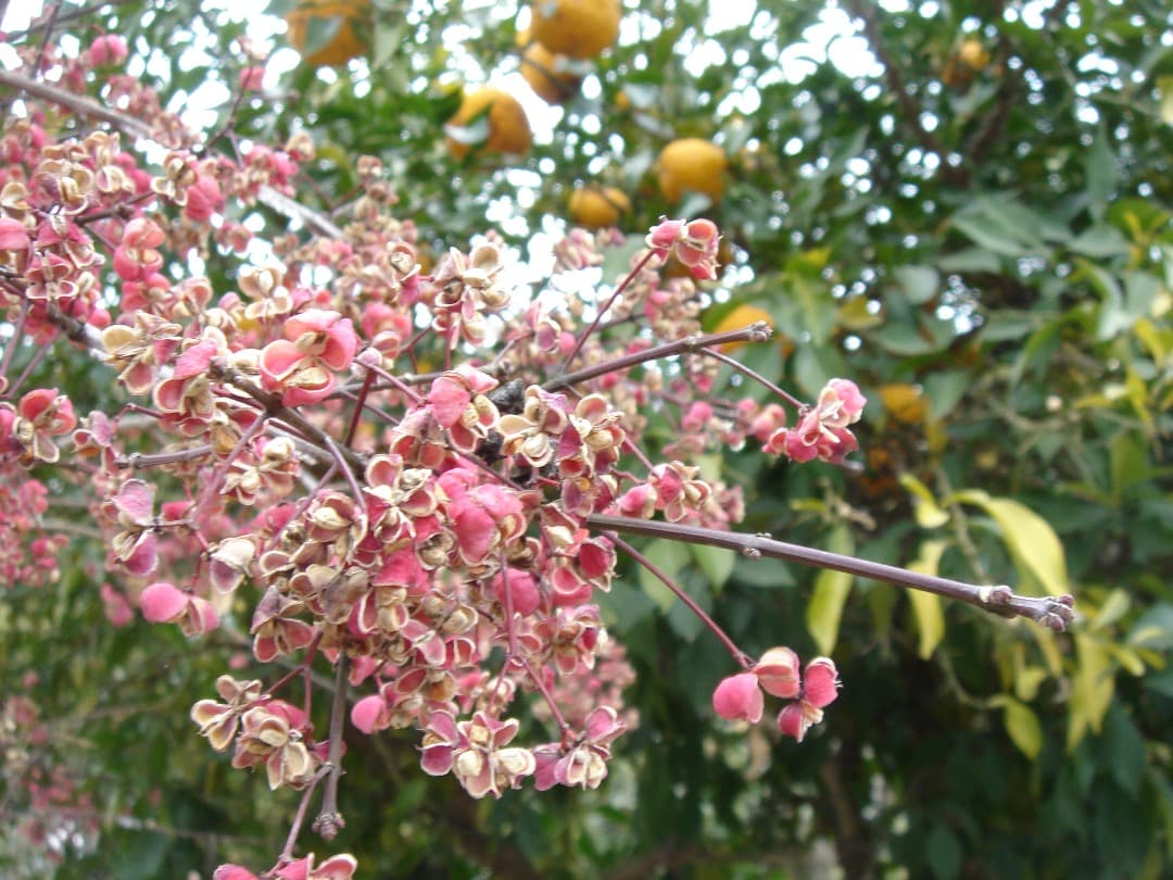 実写美⭕️【動作確認済】SONY Cyber-shot DSC-T5