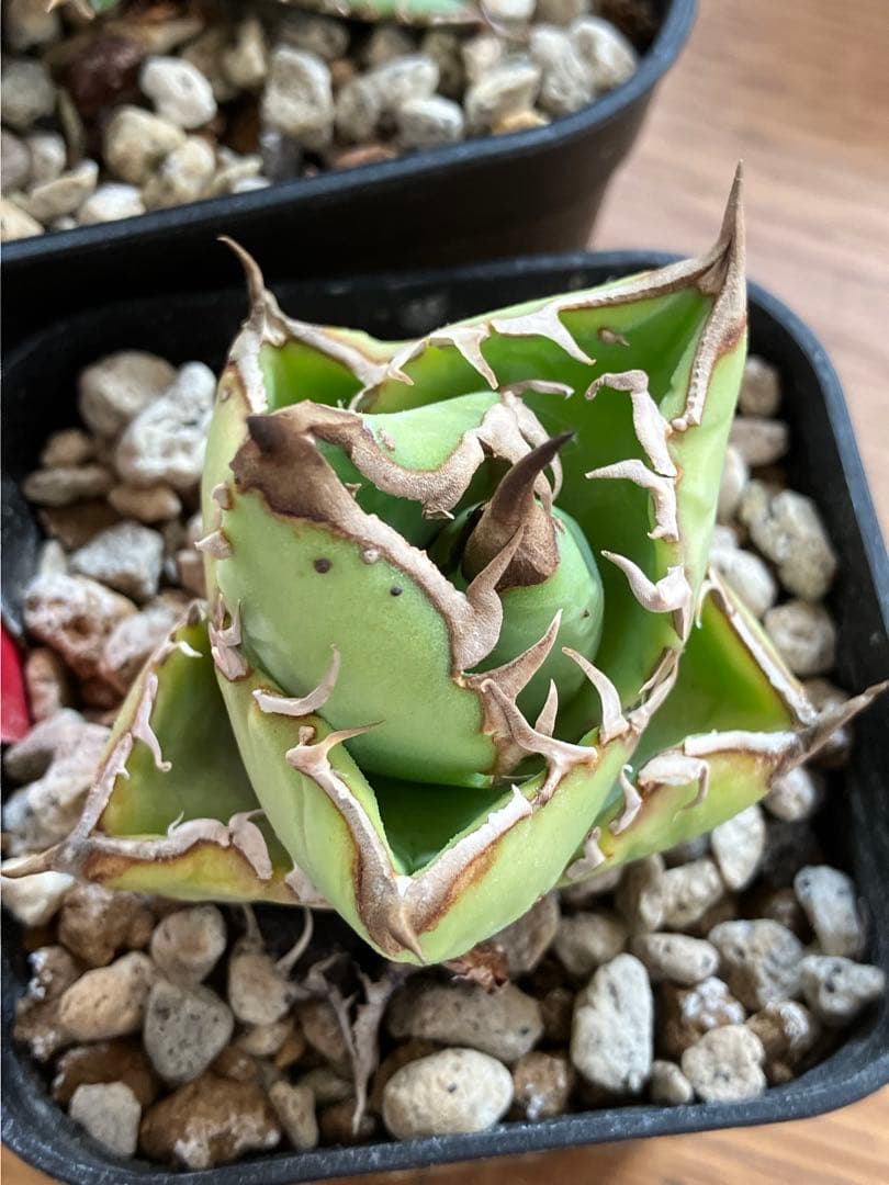 【初売りセット11】101 ぶつぶつ　アガベ　鰐亀/星空　　TC2株　上澳園芸