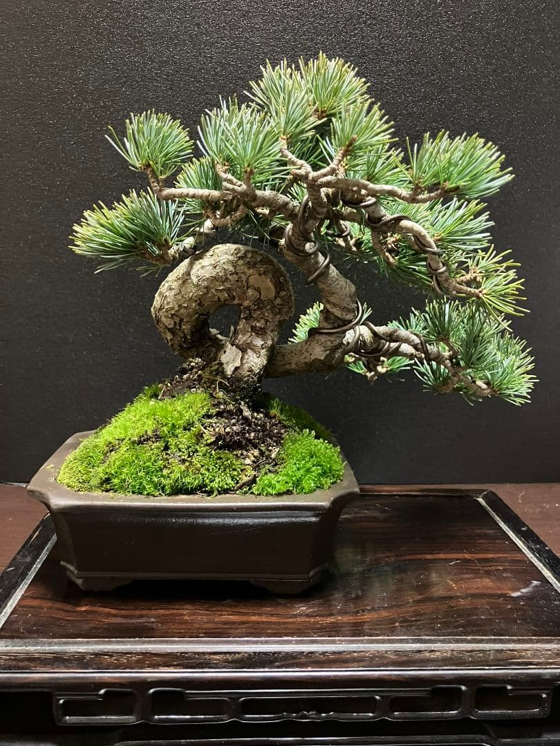 銀八房五葉松、宮島五葉松の捻転盆栽