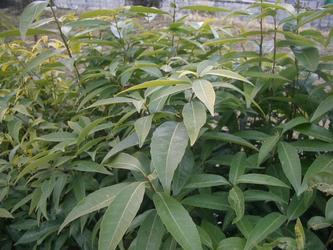 カシオ EXILIM EX-Z4 オールドコンデジ デジカメ 純正バッテリー新品