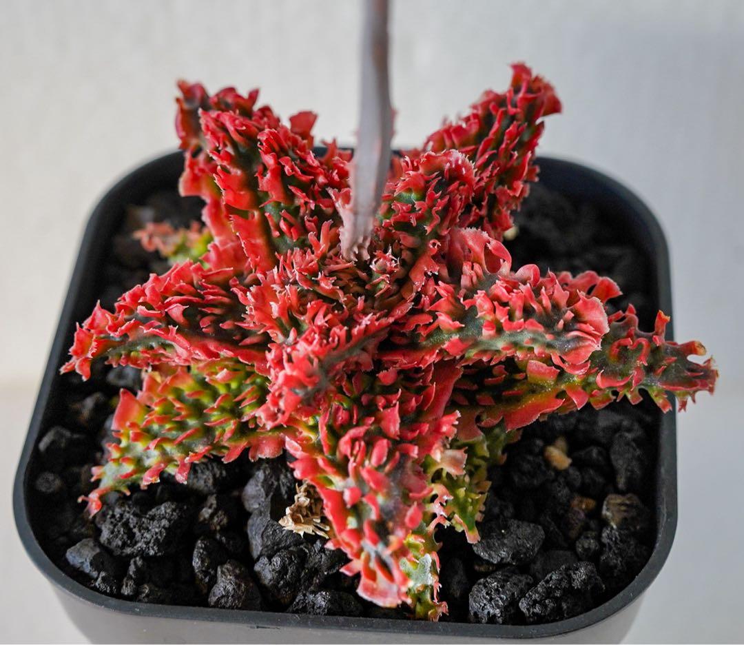 アロエハイブリッド　TCT