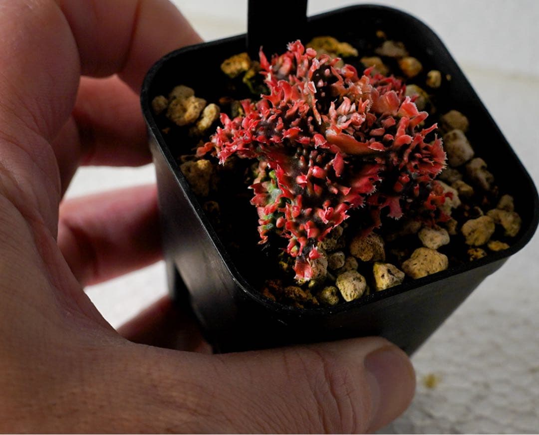 アロエハイブリッド　TCT