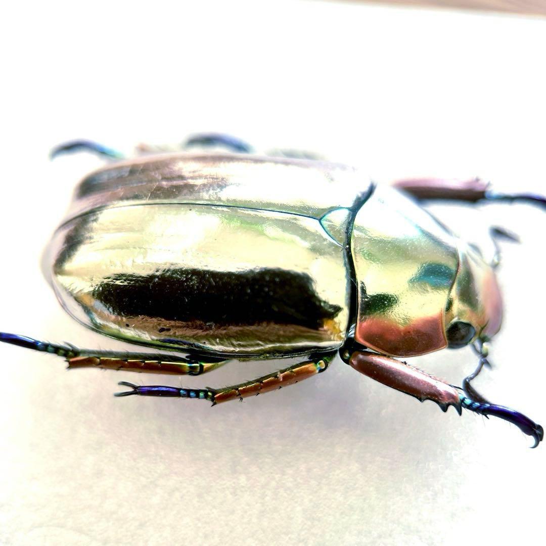 09285 美麗標本　クリサルギレアプラチナコガネ