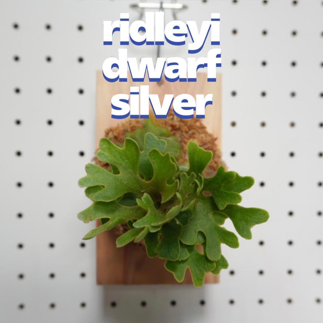 ビカクシダ リドレイ ドワーフ シルバー 板付 R-3