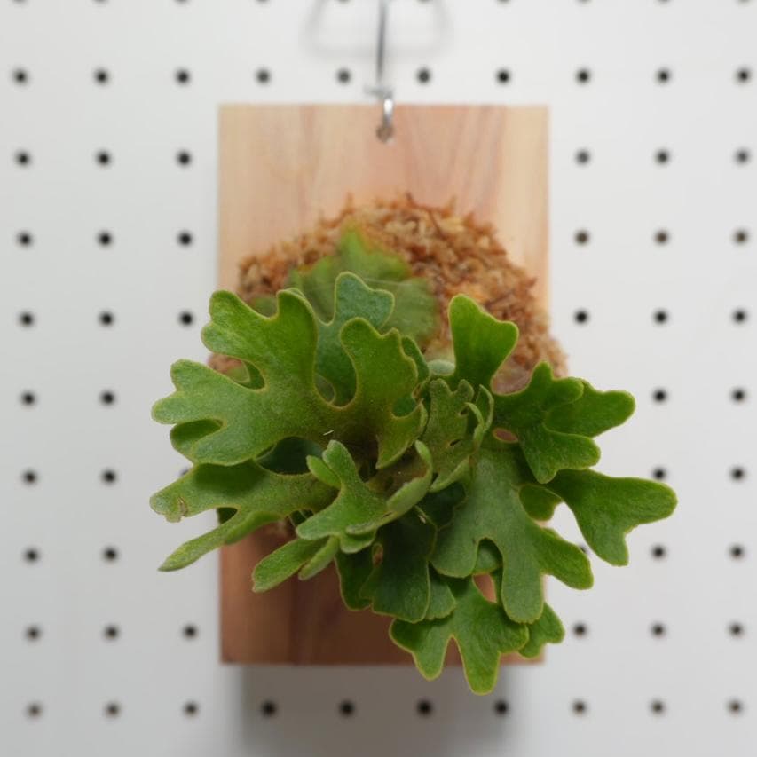 ビカクシダ リドレイ ドワーフ シルバー 板付 R-3