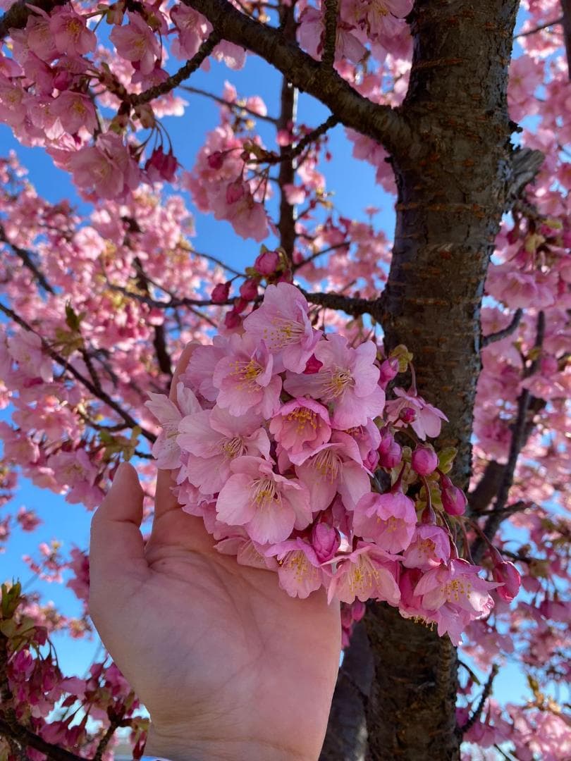 デジタルカメラ canon 70D