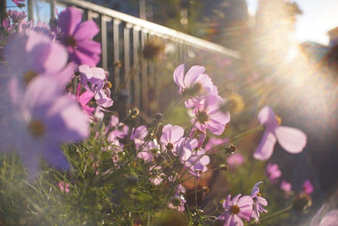 25mm F1.8 単焦点レンズ！SONYミラーレス用！サードパーティレンズ！