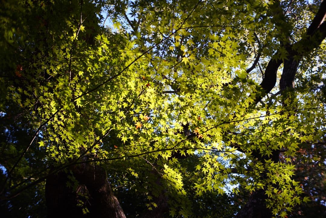 25mm F1.8 単焦点レンズ！SONYミラーレス用！サードパーティレンズ！