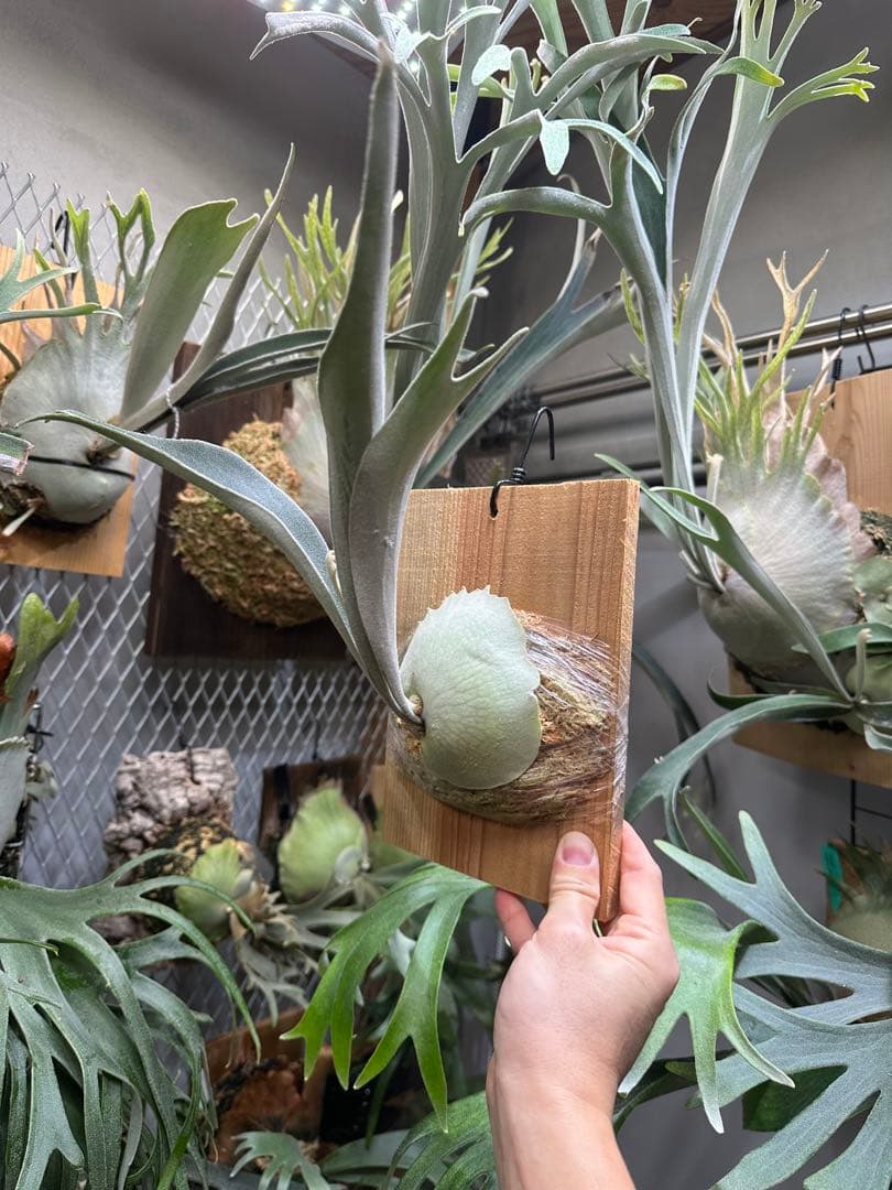 P.veitchii 'Auburn ' 子株販売　④ ビカクシダ