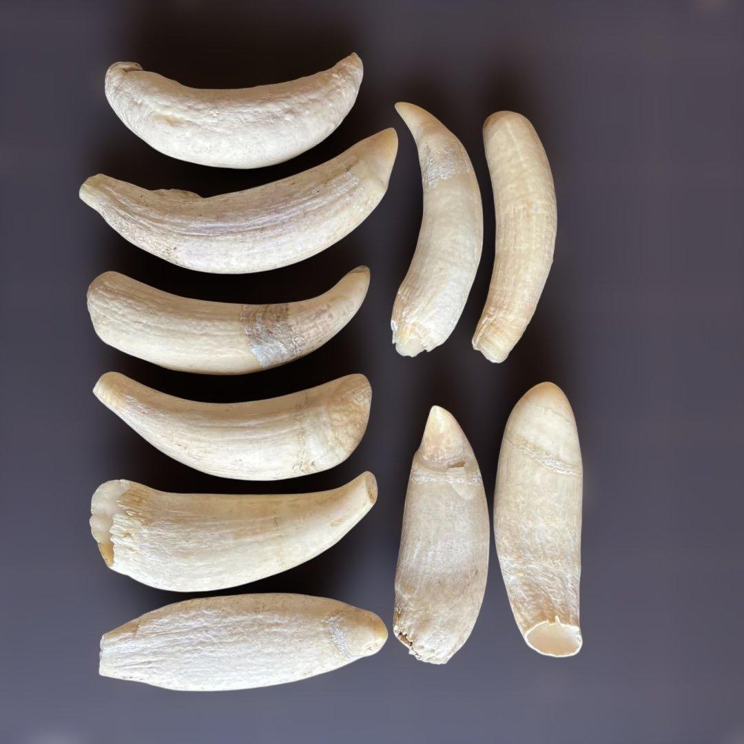 鯨歯　マッコウクジラの歯です。