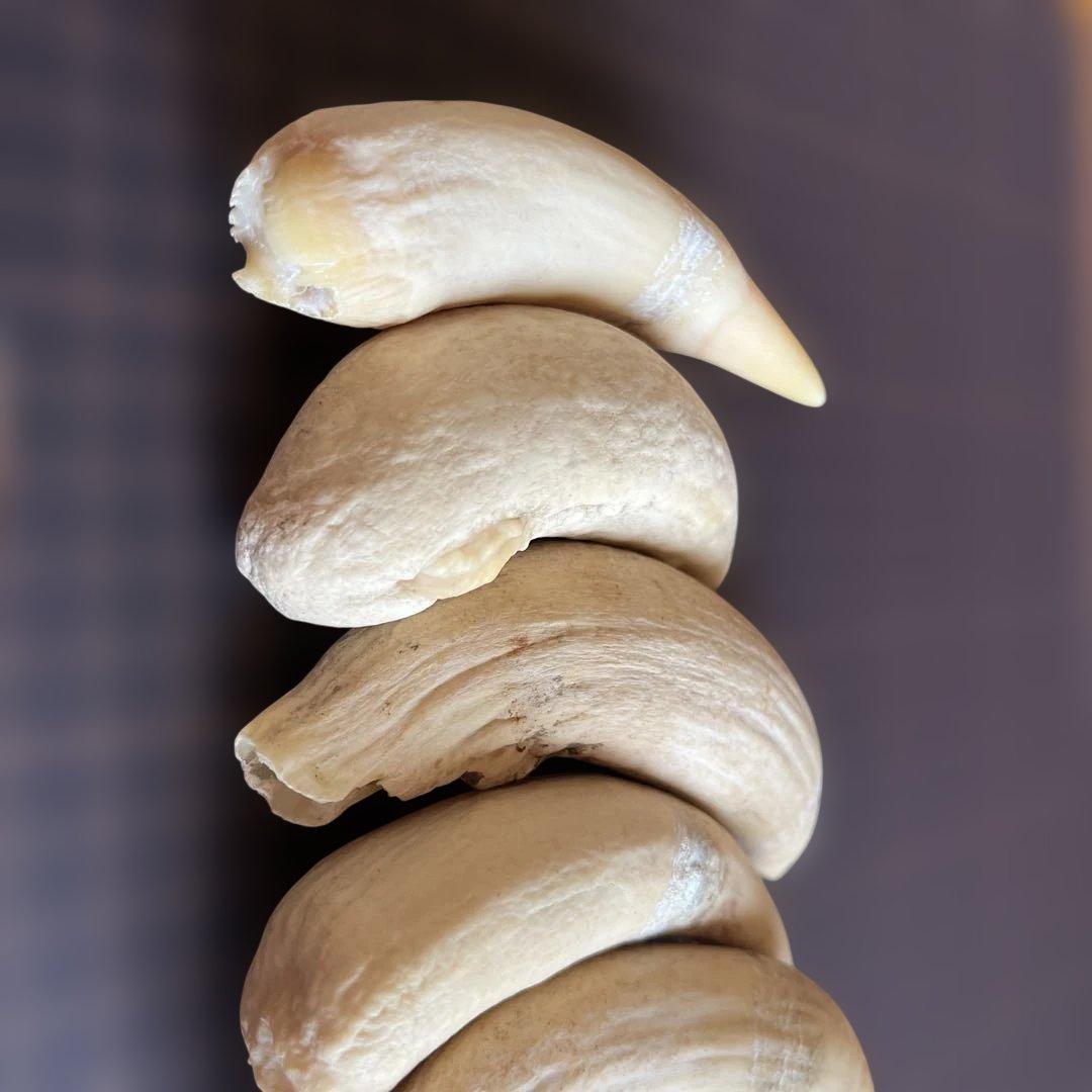 鯨歯　マッコウクジラの歯です。