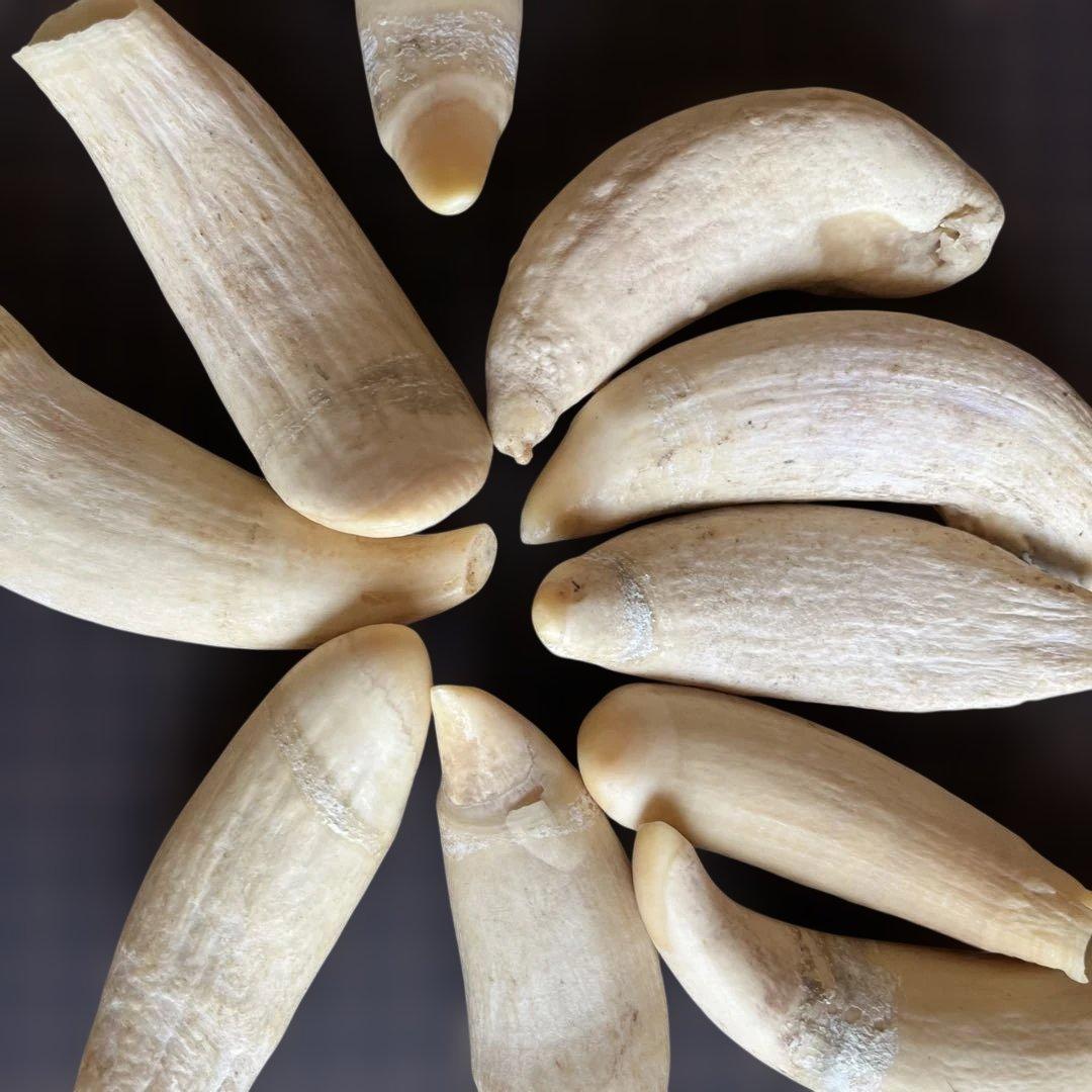 鯨歯　マッコウクジラの歯です。