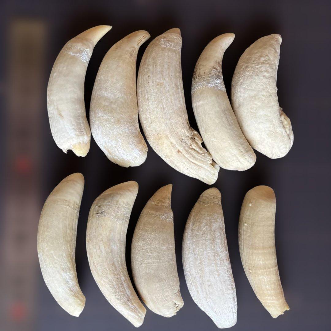 鯨歯　マッコウクジラの歯です。