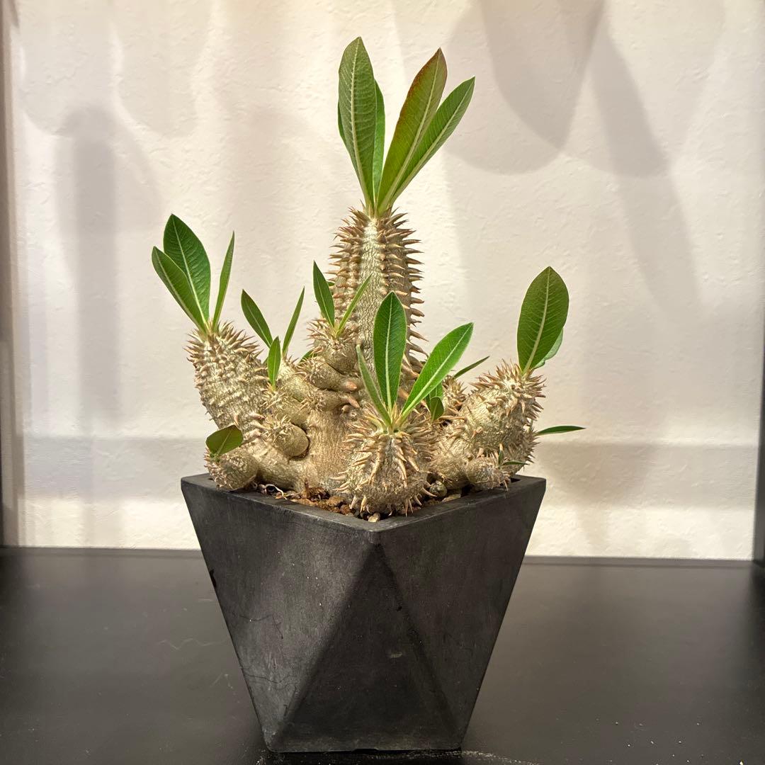 パキポディウム 恵比寿大黒　多頭